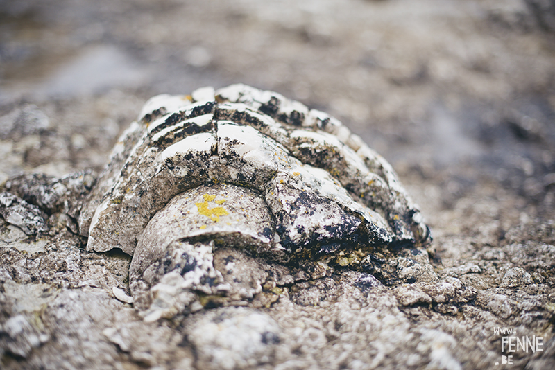 Textures of Gotland, nature photography Sweden, Visby, traveling, artist, Europe, www.Fenne.be