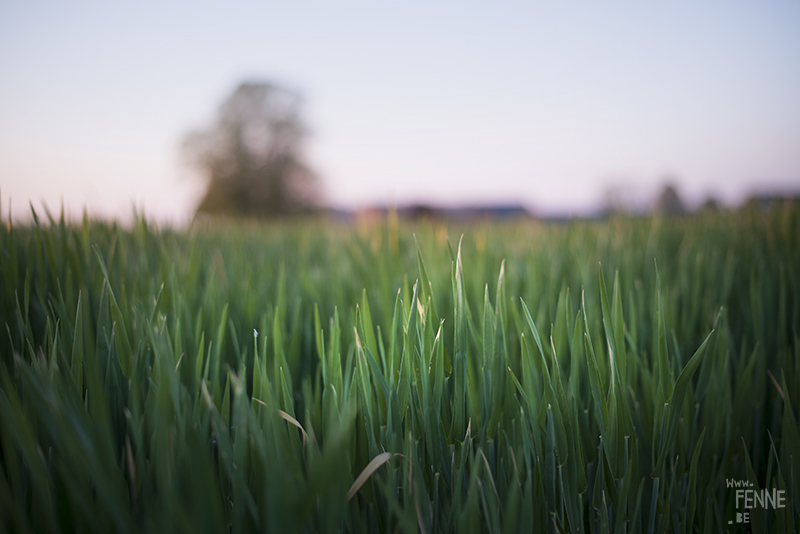 Fields in Belgium, Brussel, www.Fenne.be