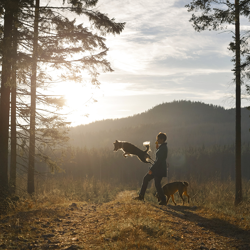 Fenne Kustermans, artist and illustrator in Sweden, dog photography, Border Collie, nature photography, www.Fenne.be