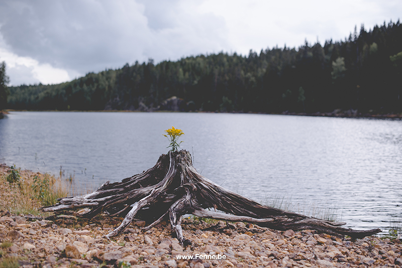 Wednesday Wanderings (29), Swedish nature photography, dog photography Dalarna, Fenne Kustermans Illustration, artist in Sweden, outdoor lifestyle, art and photography blog www.Fenne.be