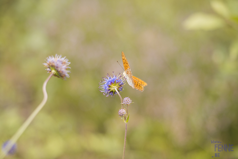 Wednesday Wanderings (29), Swedish nature photography, dog photography Dalarna, Fenne Kustermans Illustration, artist in Sweden, outdoor lifestyle, art and photography blog www.Fenne.be