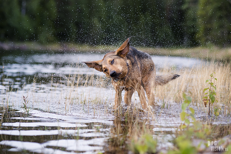 Wednesday Wanderings (29), Swedish nature photography, dog photography Dalarna, Fenne Kustermans Illustration, artist in Sweden, outdoor lifestyle, art and photography blog www.Fenne.be