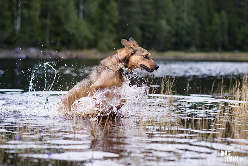 Wednesday Wanderings (29), Swedish nature photography, dog photography Dalarna, Fenne Kustermans Illustration, artist in Sweden, outdoor lifestyle, art and photography blog www.Fenne.be