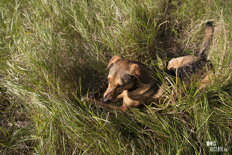 Wednesday Wanderings (29), Swedish nature photography, dog photography Dalarna, Fenne Kustermans Illustration, artist in Sweden, outdoor lifestyle, art and photography blog www.Fenne.be