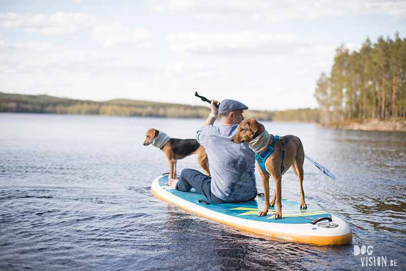 Birthday during Corona Covid19, Sweden, Belgian in Sweden, nature lover, dog lover, www.Fenne.be