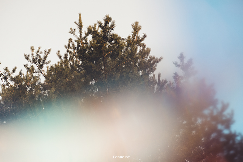 Building a cabin in Sweden, Swedish countryside, Dalarna, Belgian artist and photographer in Sweden, www.Fenne.be