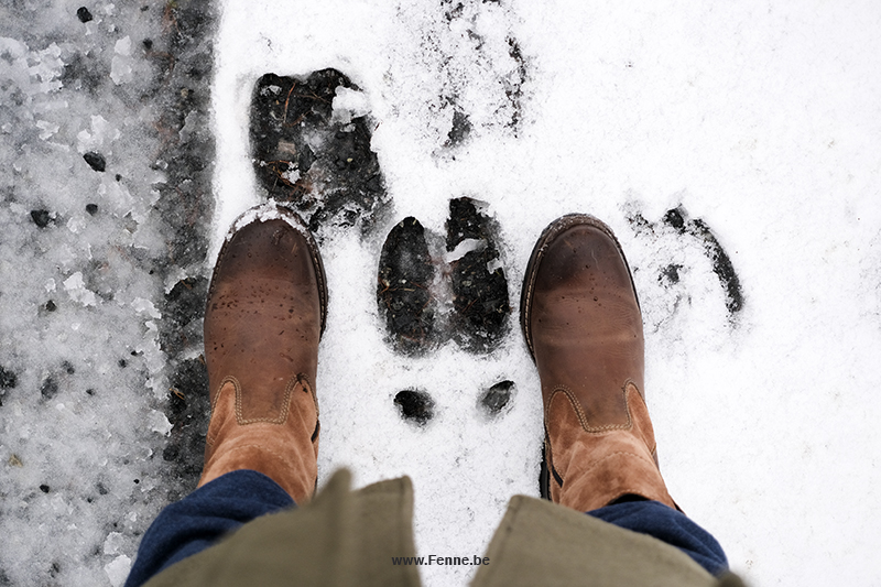 Wednesday Wanderings, hiking and wandering in Dalarna Sweden. Early winter, snow and fog, moose trail, Border Collie, www.Fenne.be