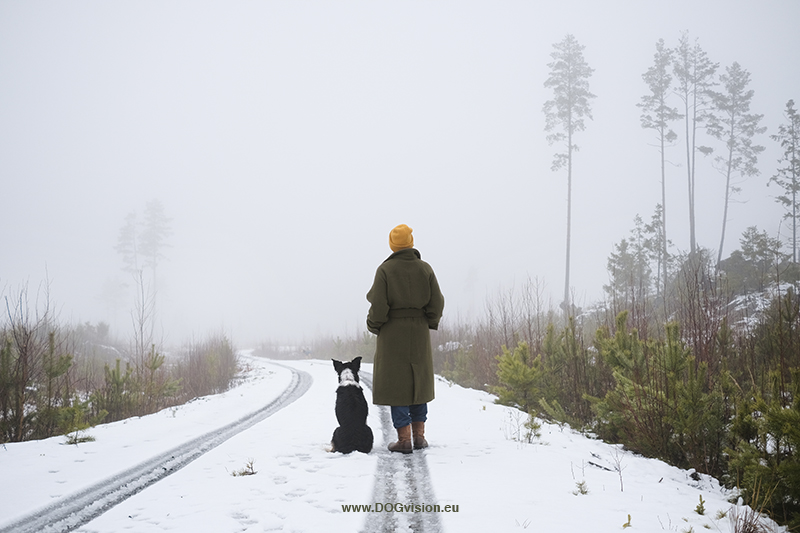 Wednesday Wanderings, hiking and wandering in Dalarna Sweden. Early winter, snow and fog, moose trail, Border Collie, www.Fenne.be