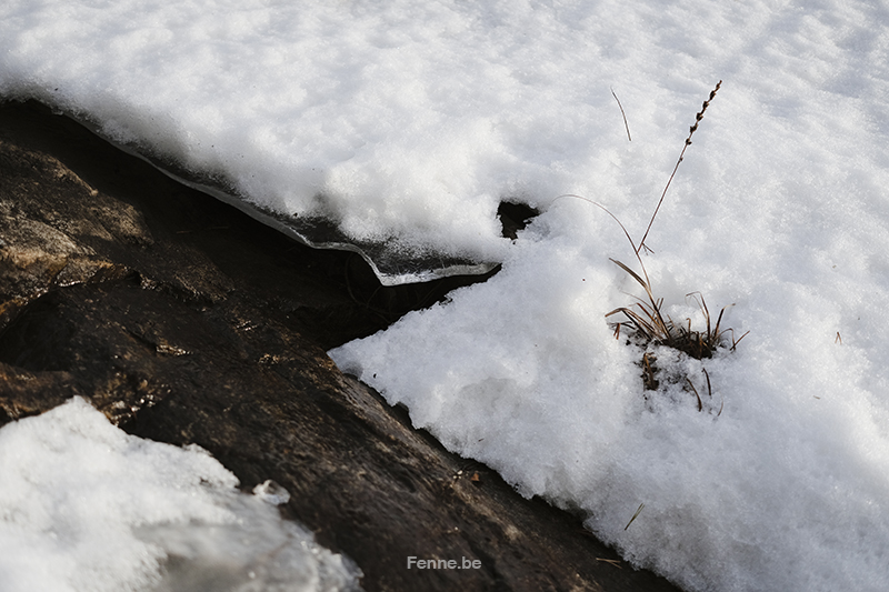 Wandering and walking in Dalarna Sweden, slow Nordic lifestyle, dog mom, nature photography. Vandra med hed, natur fotografi Sverige. www.Fenne.be