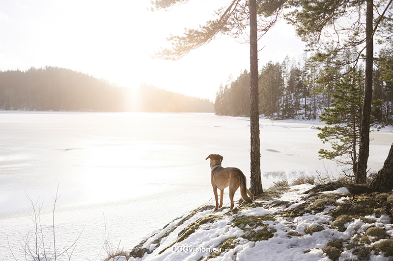 Wandering and walking in Dalarna Sweden, slow Nordic lifestyle, dog mom, nature photography. Vandra med hed, natur fotografi Sverige. www.Fenne.be
