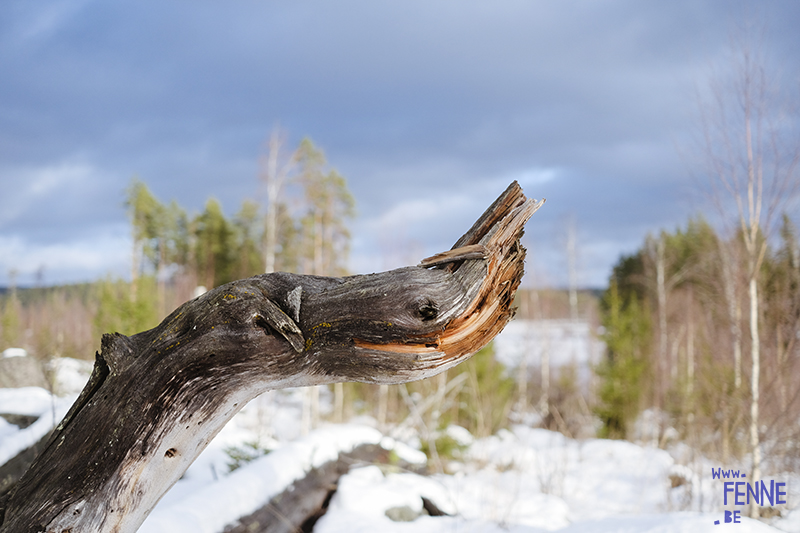 Wandering and walking in Dalarna Sweden, slow Nordic lifestyle, dog mom, nature photography. Vandra med hed, natur fotografi Sverige. www.Fenne.be