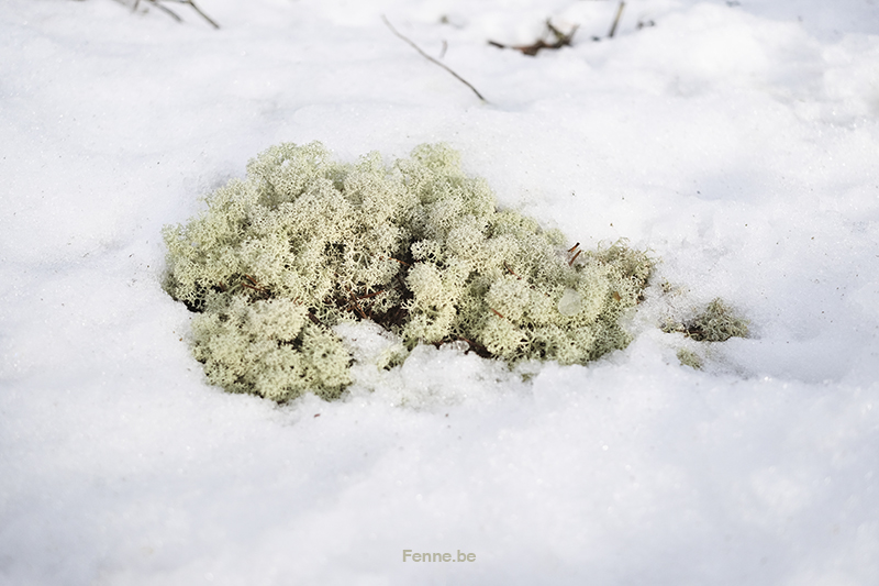 Wandering and walking in Dalarna Sweden, slow Nordic lifestyle, dog mom, nature photography. Vandra med hed, natur fotografi Sverige. www.Fenne.be