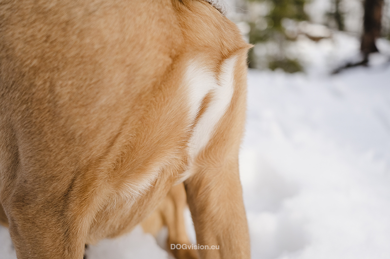 Wandering and walking in Dalarna Sweden, slow Nordic lifestyle, dog mom, nature photography. Vandra med hed, natur fotografi Sverige. www.Fenne.be