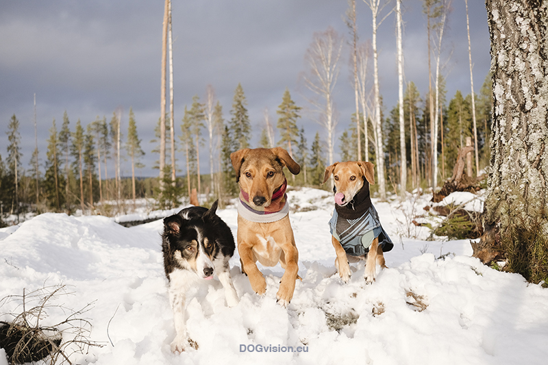 Wandering and walking in Dalarna Sweden, slow Nordic lifestyle, dog mom, nature photography. Vandra med hed, natur fotografi Sverige. www.Fenne.be