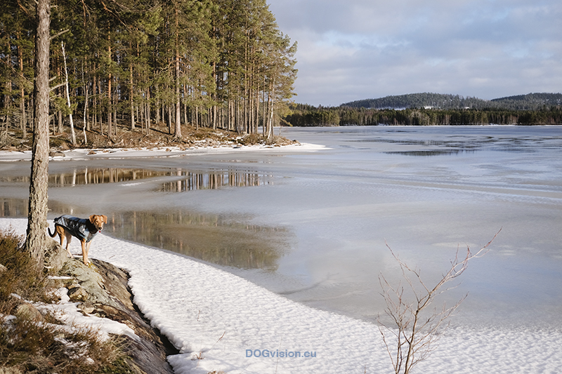 Wandering and walking in Dalarna Sweden, slow Nordic lifestyle, dog mom, nature photography. Vandra med hed, natur fotografi Sverige. www.Fenne.be