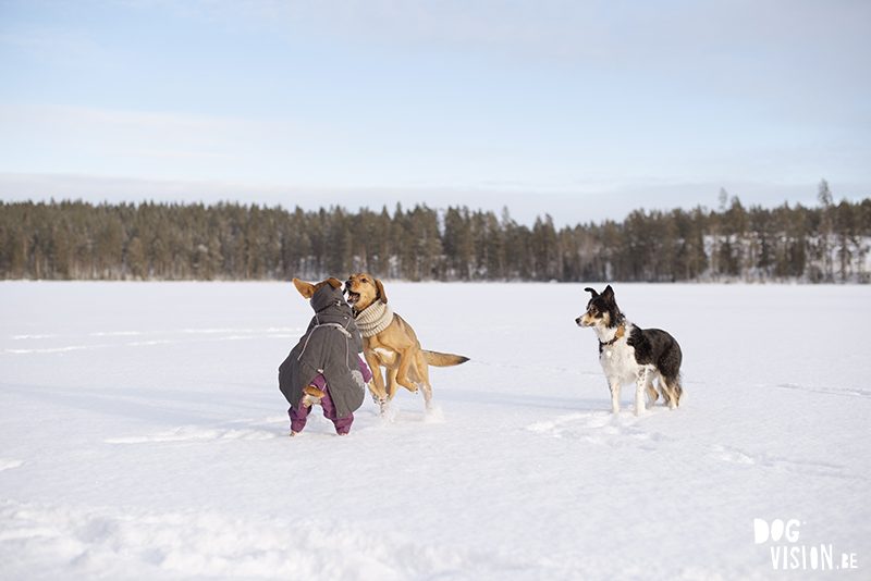 Small pleasures, count your blessings, happy dogs, www.Fenne.be