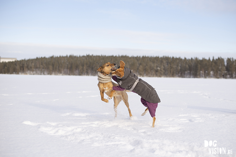 Small pleasures, count your blessings, happy dogs, www.Fenne.be