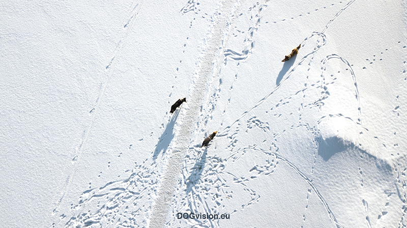 Spark - kicksled on froze lakes in Sweden. Nature photography & experience, www.Fenne.be