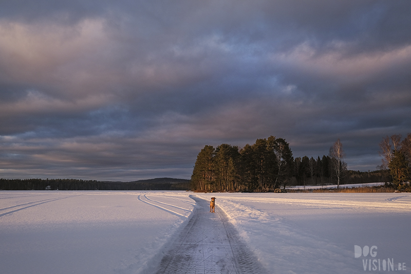 Spark - kicksled on froze lakes in Sweden. Nature photography & experience, www.Fenne.be