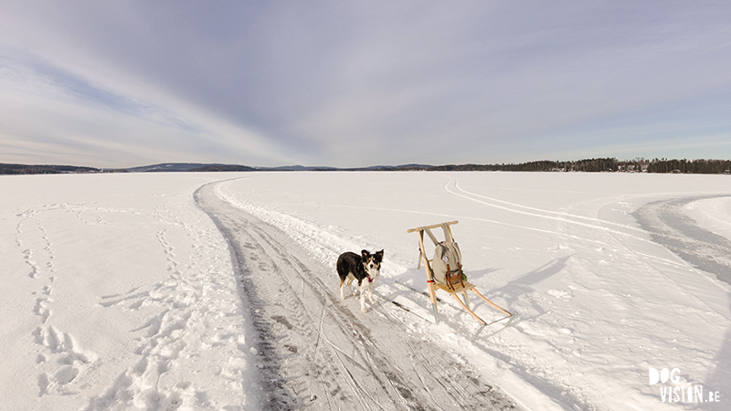 Spark - kicksled on froze lakes in Sweden. Nature photography & experience, www.Fenne.be