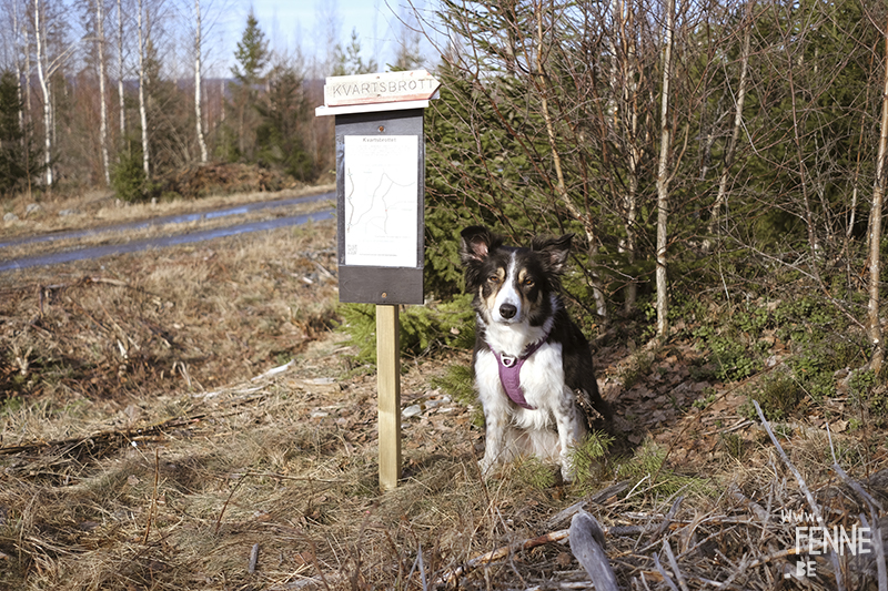 Rockhounding Sweden, looking for quarts, crystals, beautiful stones, Dalarna, stone collecting, stone collector, www.Fenne.be