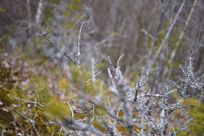 Visiting old mines in Sweden, Dalarna, hiking in Sweden, local travel, Nordic nature, Nordic lifestyle, www.Fenne.be