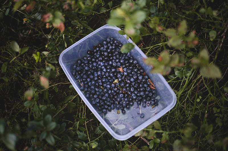 Making my own ink from blueberries from the Swedish forest, www.Fenne.be