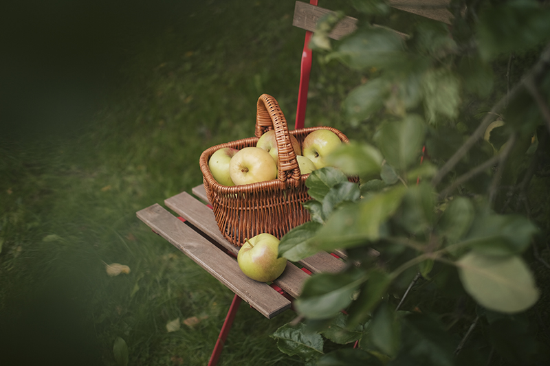 Apples from our own garden, countryside lifestyle, cottagecore, cabincore, apple sauce, Swedish countryside, www.Fenne.be