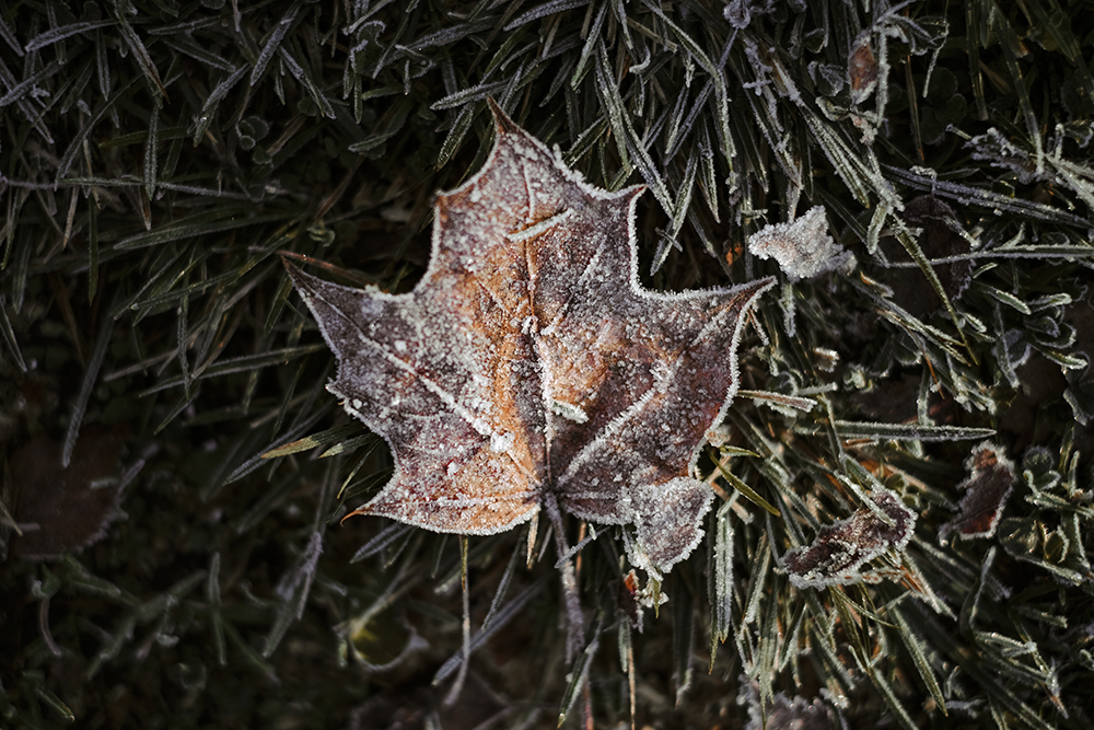 First frost, winter arriving in Sweden, Dalarna autumn, nature photography Sweden, Nordic nature blog, www.Fenne.be