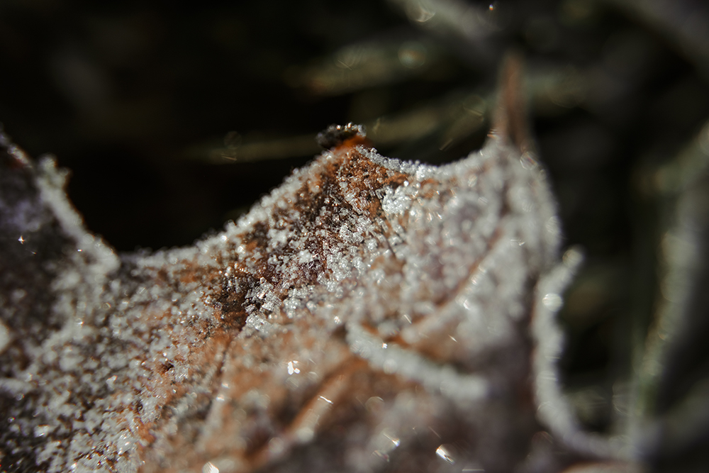 First frost, winter arriving in Sweden, Dalarna autumn, nature photography Sweden, Nordic nature blog, www.Fenne.be