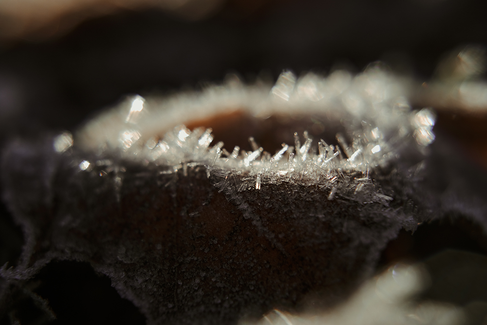 First frost, winter arriving in Sweden, Dalarna autumn, nature photography Sweden, Nordic nature blog, www.Fenne.be