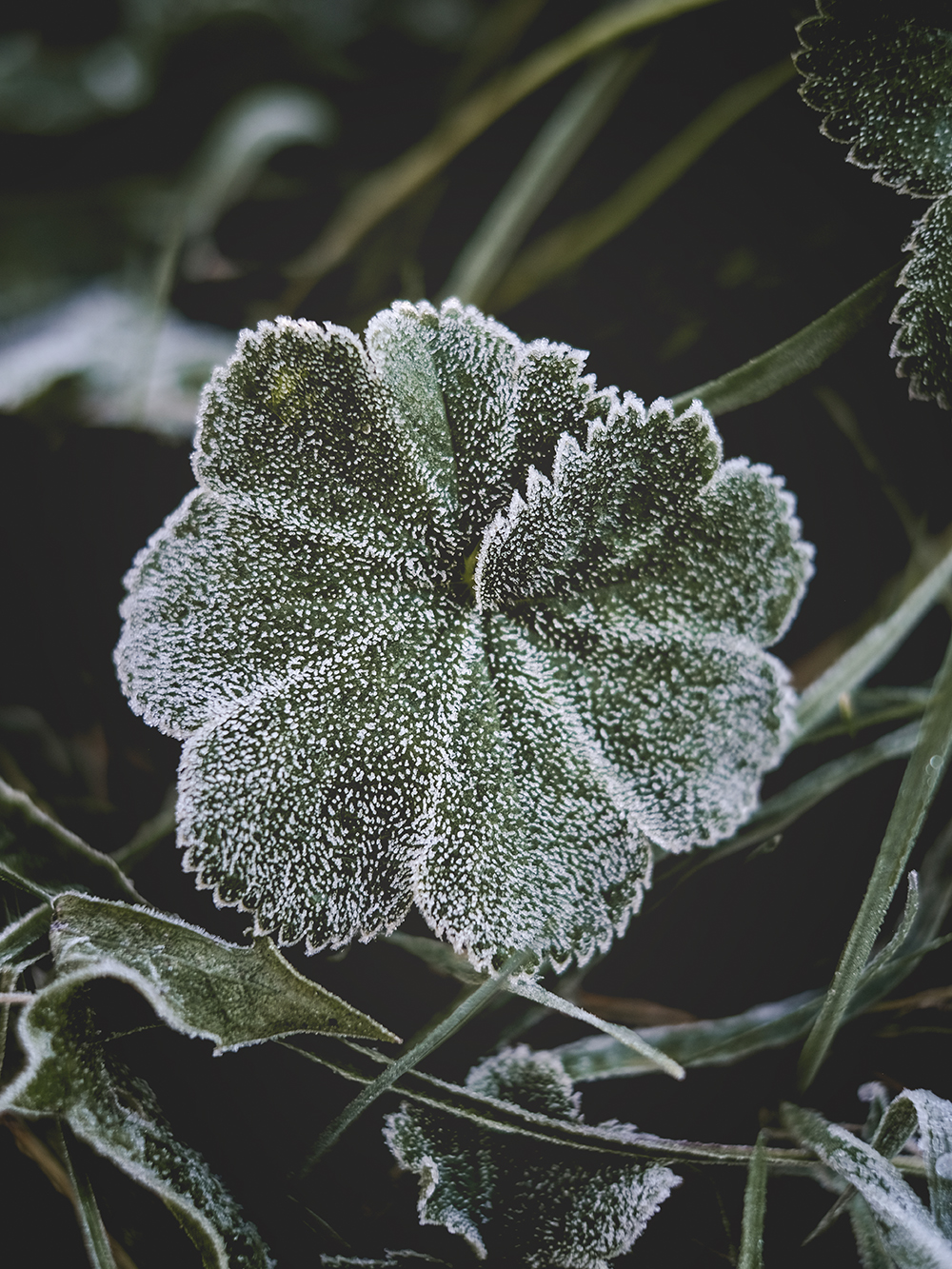 First frost, winter arriving in Sweden, Dalarna autumn, nature photography Sweden, Nordic nature blog, www.Fenne.be