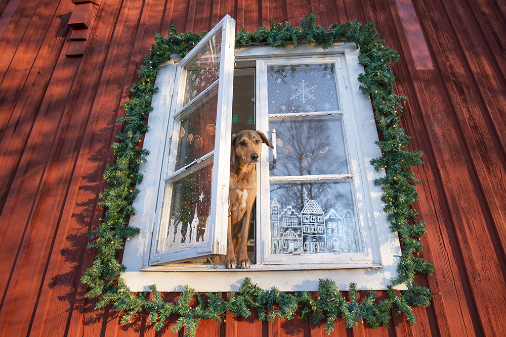 A Swedish/Belgian Christmas, winter holiday decoration, Nordic home, Ikea pepparkakshus, Star lights, window drawings, cottage in the snow, www.Fenne.be