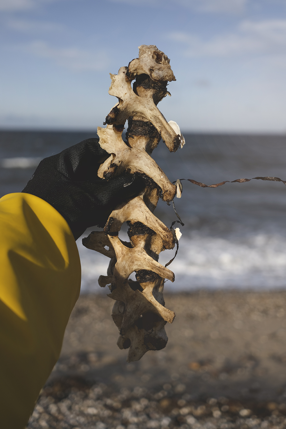 Beach combing, strandjutten, Denmark, Nord Jutland, bones, corona bottle, seaweed, amber, Michael Kors earrings, www.Fenne.be