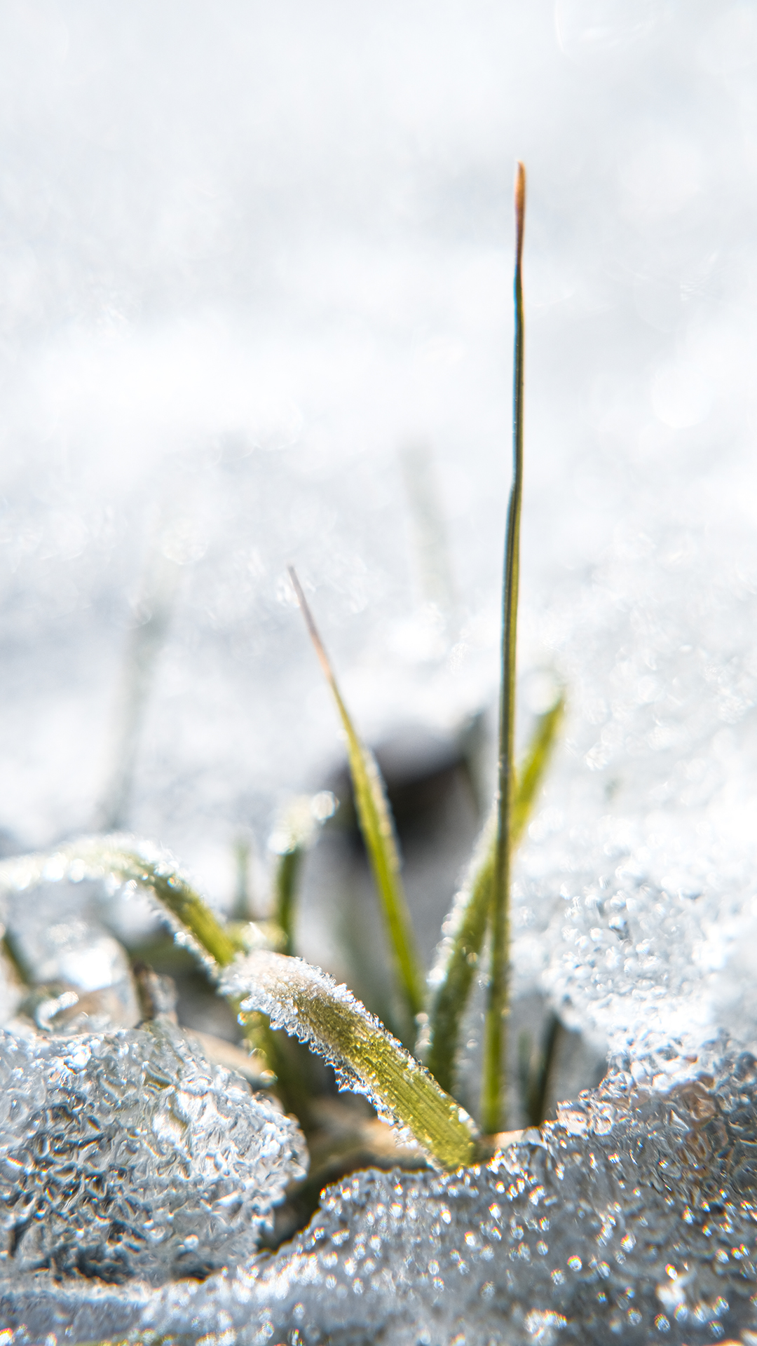 Early Nordic spring in Sweden, nature photography, www.Fenne.be