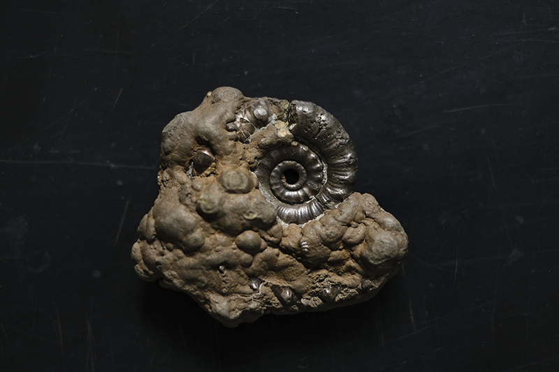 Ammonites, fossils and pyrite from Jurassic coast in England, Dorset and Devon, Lyme Regis, Charmouth beach. www.Fenne.be