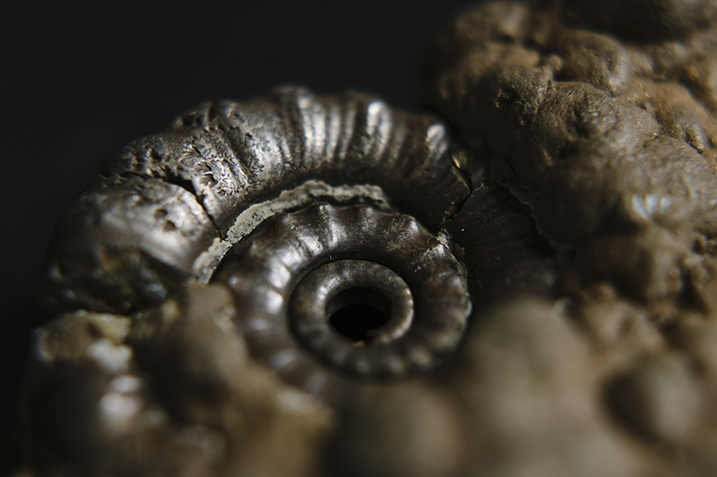 Ammonites, fossils and pyrite from Jurassic coast in England, Dorset and Devon, Lyme Regis, Charmouth beach. www.Fenne.be