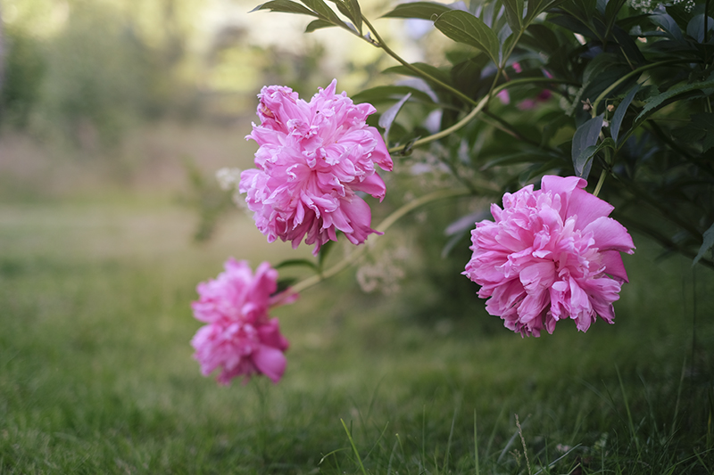 Swedish summer garden, www.Fenne.be