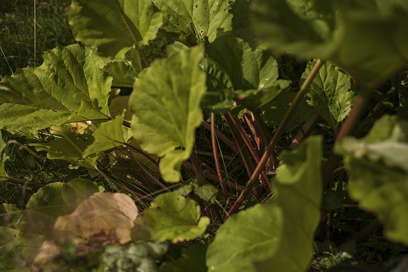 Summer snacks from the garden, gardening, fruit and vegetables, Swedish garden, www.Fenne.be