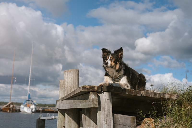 On the road with dogs in Dalarna Sweden, Siljan lake, Rättvik, www.Fenne.be