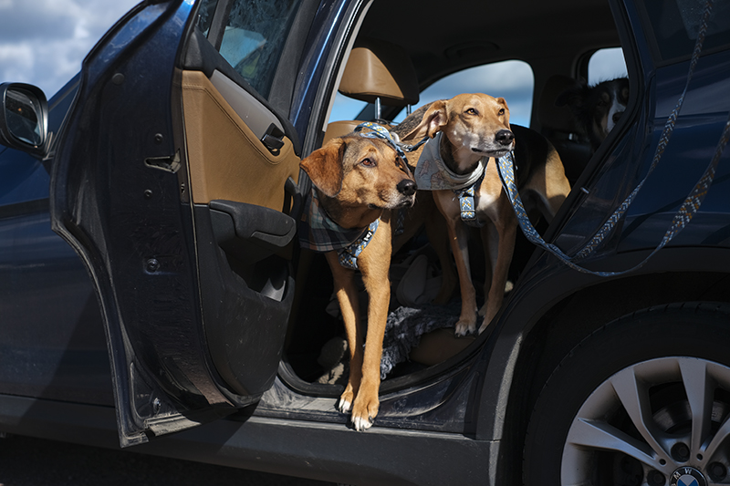 On the road with dogs in Dalarna Sweden, Siljan lake, Rättvik, www.Fenne.be