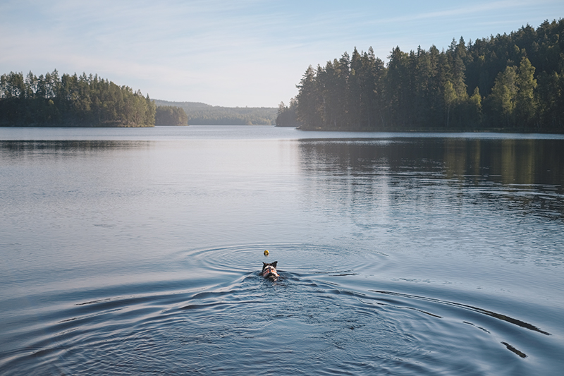 Morgondopp, early morning lake swimming in Sweden, the ultimate feeling of freedom, www.Fenne.be