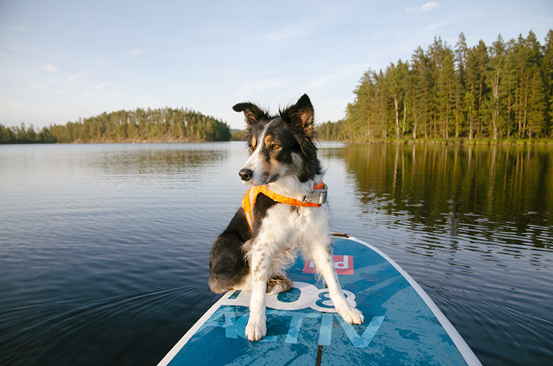 Sup & sunset, camping with the Volkswagen California in Sweden, paddling the lake, www.Fenne.be