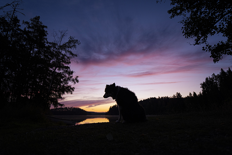 Sup & sunset, camping with the Volkswagen California in Sweden, paddling the lake, www.Fenne.be