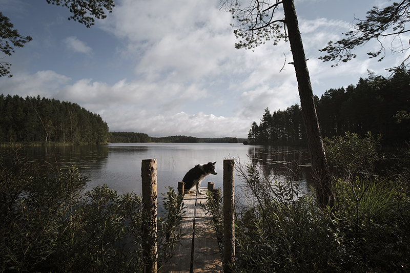 Traveling and camping with dogs, Kolarbyn eco-lodge Sweden, primitive cabins, Border Collie, nature photography, eco-tourism, www.Fenne.be