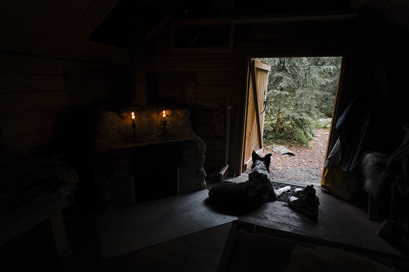 Traveling and camping with dogs, Kolarbyn eco-lodge Sweden, primitive cabins, Border Collie, nature photography, eco-tourism, www.Fenne.be
