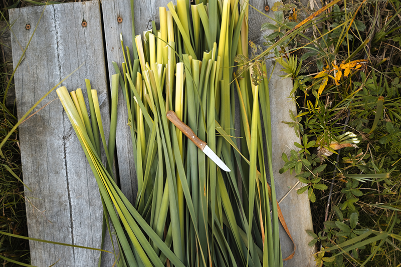 Making handmade paper from cattail, DIY paper, nature craft, autumn craft, www.Fenne.be