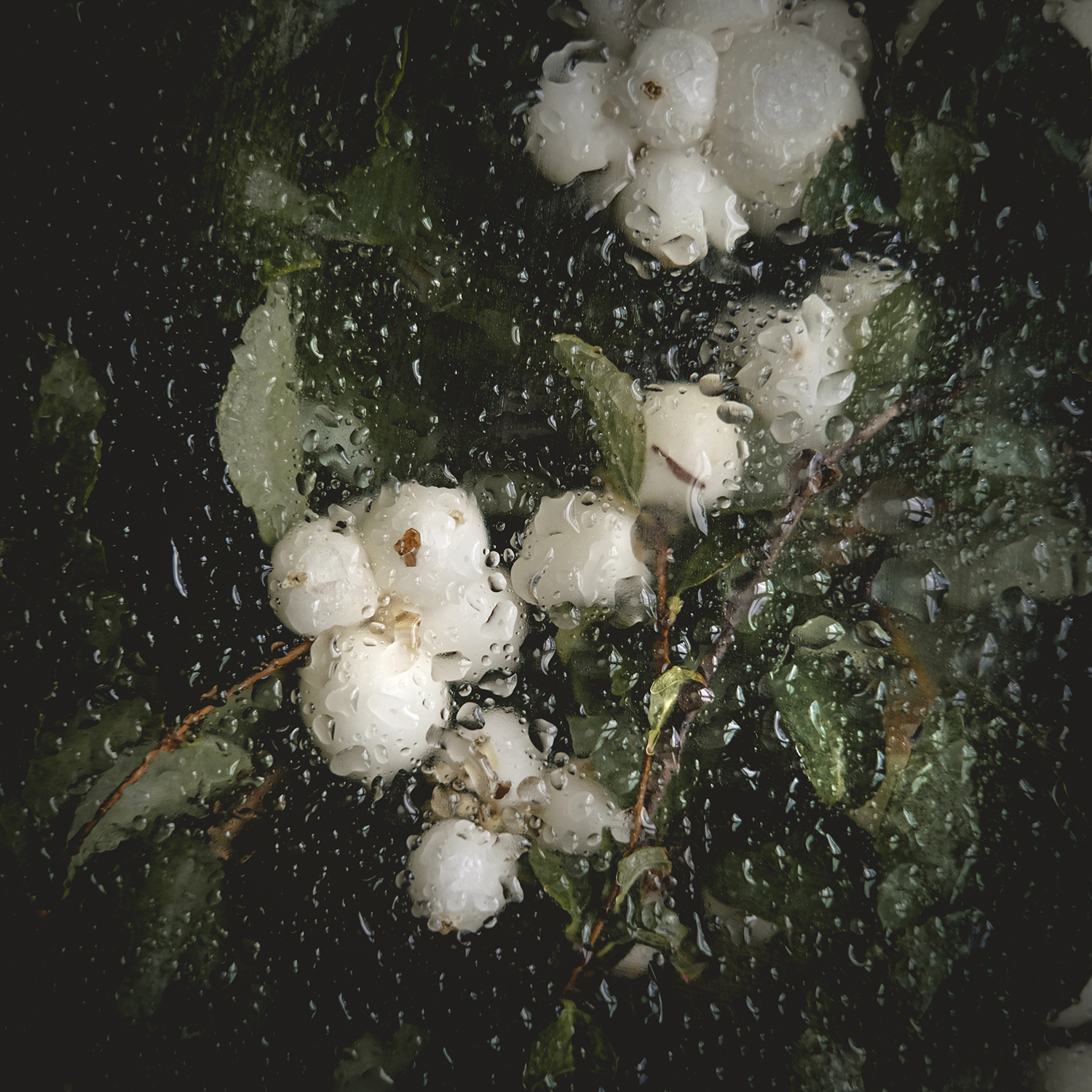 Snowberry/ ghostberry, Symphoricarpos, nature photography, nature detail, www.Fenne.be