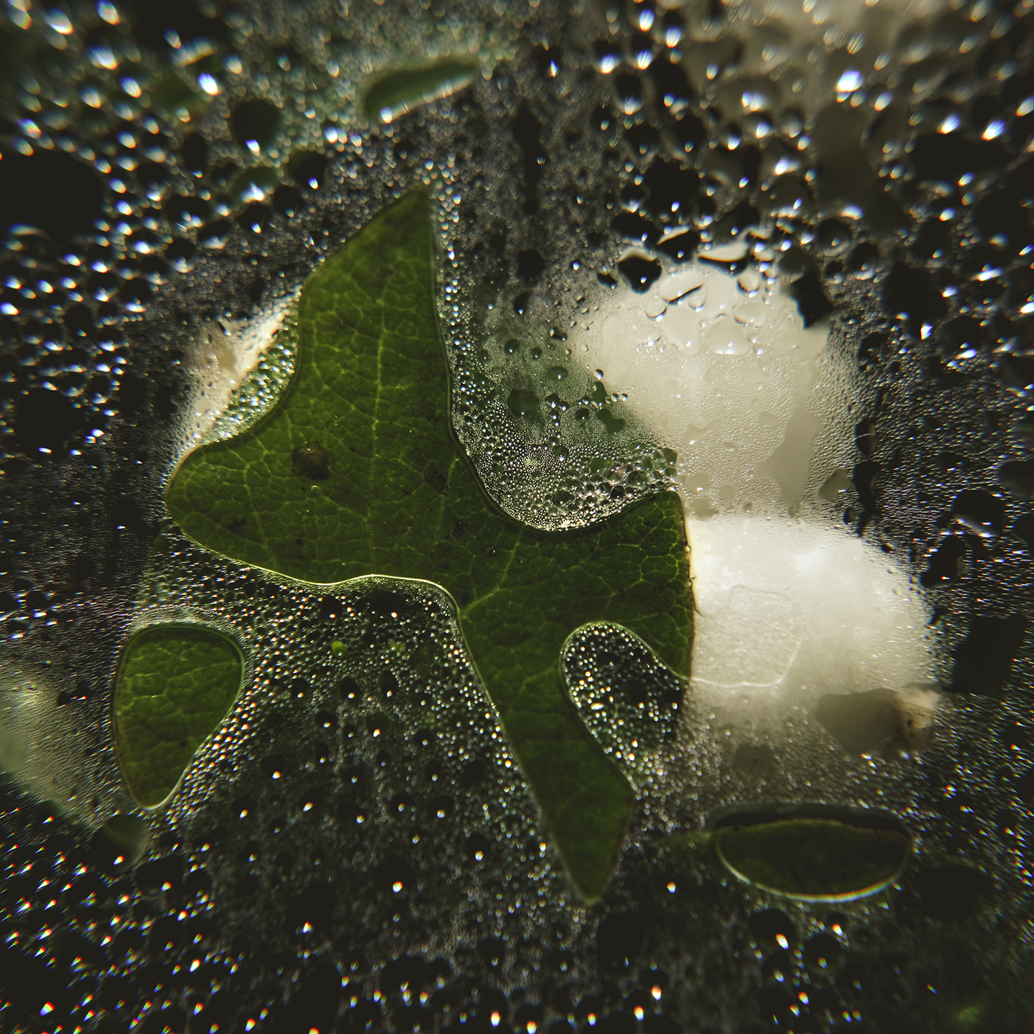 Snowberry/ ghostberry, Symphoricarpos, nature photography, nature detail, www.Fenne.be