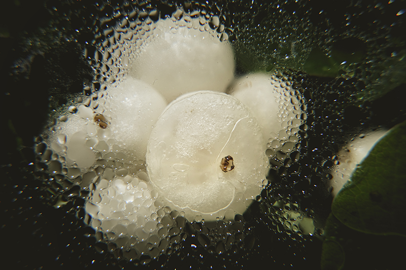 Snowberry/ ghostberry, Symphoricarpos, nature photography, nature detail, www.Fenne.be